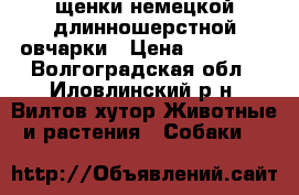 щенки немецкой длинношерстной овчарки › Цена ­ 25 000 - Волгоградская обл., Иловлинский р-н, Вилтов хутор Животные и растения » Собаки   